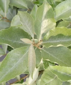 Seedless Silverthorn Live Plant - Thornless Elaeagnus 4 inch Pot - Outdoor Shrub - Image 2