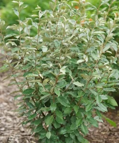 Seedless Silverthorn Live Plant - Thornless Elaeagnus 4 inch Pot - Outdoor Shrub - Image 3