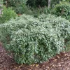 Seedless Silverthorn Live Plant - Thornless Elaeagnus 4 inch Pot - Outdoor Shrub - Image 1