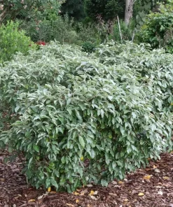 Seedless Silverthorn Live Plant - Thornless Elaeagnus 4 inch Pot - Outdoor Shrub - Image 1