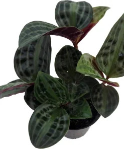 Seersucker Plant (Geogenanthus poeppigii) - 4" Pot Live Indoor Plant - Image 2