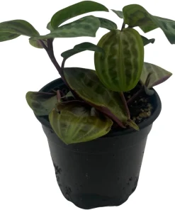 Seersucker Plant (Geogenanthus poeppigii) - 4