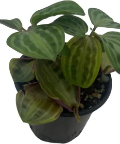 Seersucker Plant (Geogenanthus poeppigii) - 4