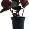 Seersucker Plant (Geogenanthus poeppigii) - 4" Pot Live Indoor Plant - Image 1
