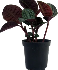 Seersucker Plant (Geogenanthus poeppigii) - 4