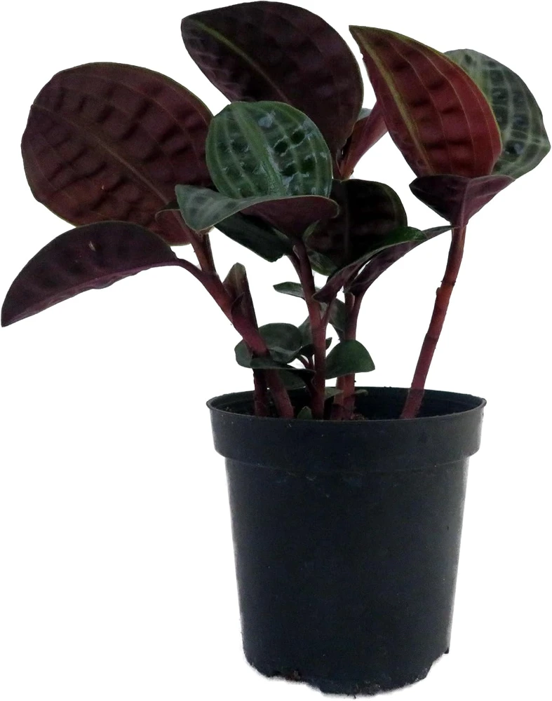 Seersucker Plant (Geogenanthus poeppigii) - 4" Pot Live Indoor Plant - Image 1