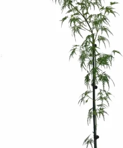 Seiryu Japanese Maple Live Plant - Quart Pot - Upright Acer Palmatum - Image 2