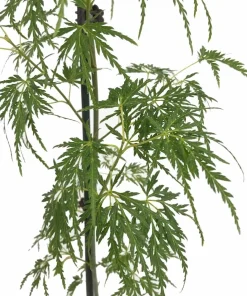 Seiryu Japanese Maple Live Plant - Quart Pot - Upright Acer Palmatum - Image 3