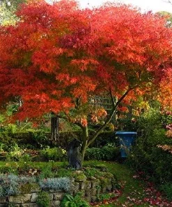Seiryu Japanese Maple Live Plant - Quart Pot - Upright Acer Palmatum - Image 4