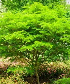 Seiryu Japanese Maple Live Plant - Quart Pot - Upright Acer Palmatum - Image 5