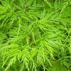 Seiryu Japanese Maple Live Plant - Quart Pot - Upright Acer Palmatum - Image 1