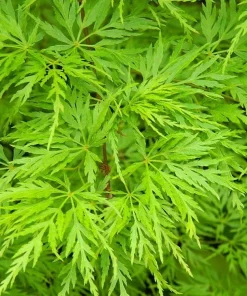 Seiryu Japanese Maple Live Plant - Quart Pot - Upright Acer Palmatum - Image 1