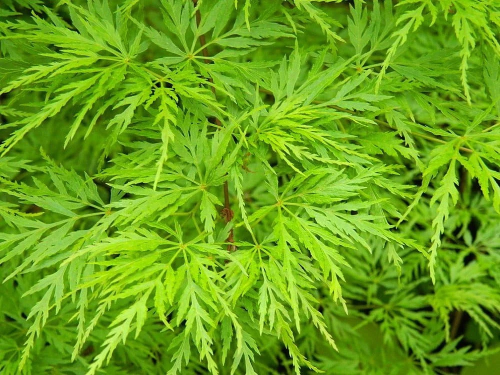 Seiryu Japanese Maple Live Plant - Quart Pot - Upright Acer Palmatum - Image 1