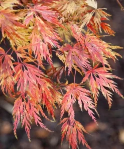 Seiryu Japanese Maple Live Plant – Upright Deciduous Tree – 4 inch Pot – Outdoor - Image 2
