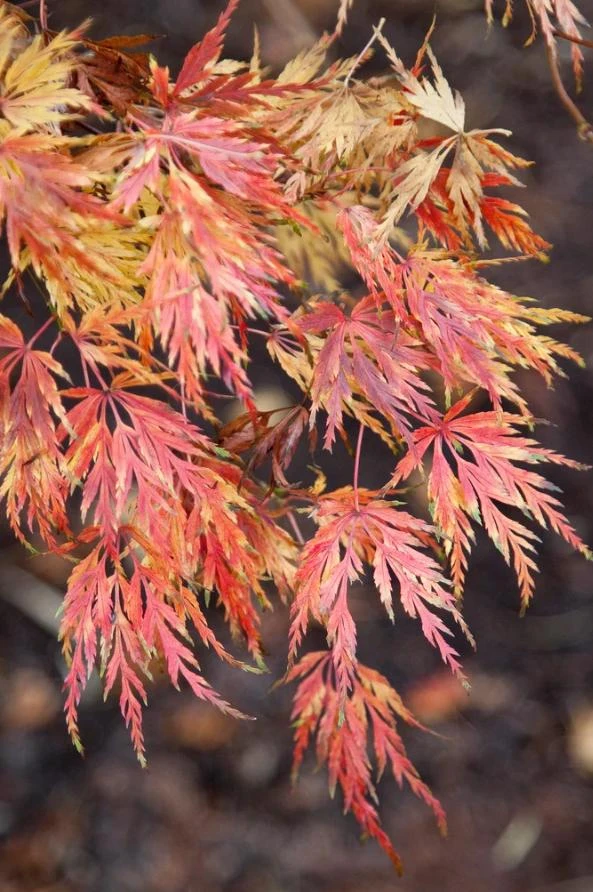 Seiryu Japanese Maple Live Plant – Upright Deciduous Tree – 4 inch Pot – Outdoor - Image 2