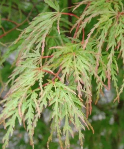 Seiryu Japanese Maple Live Plant – Upright Deciduous Tree – 4 inch Pot – Outdoor - Image 3
