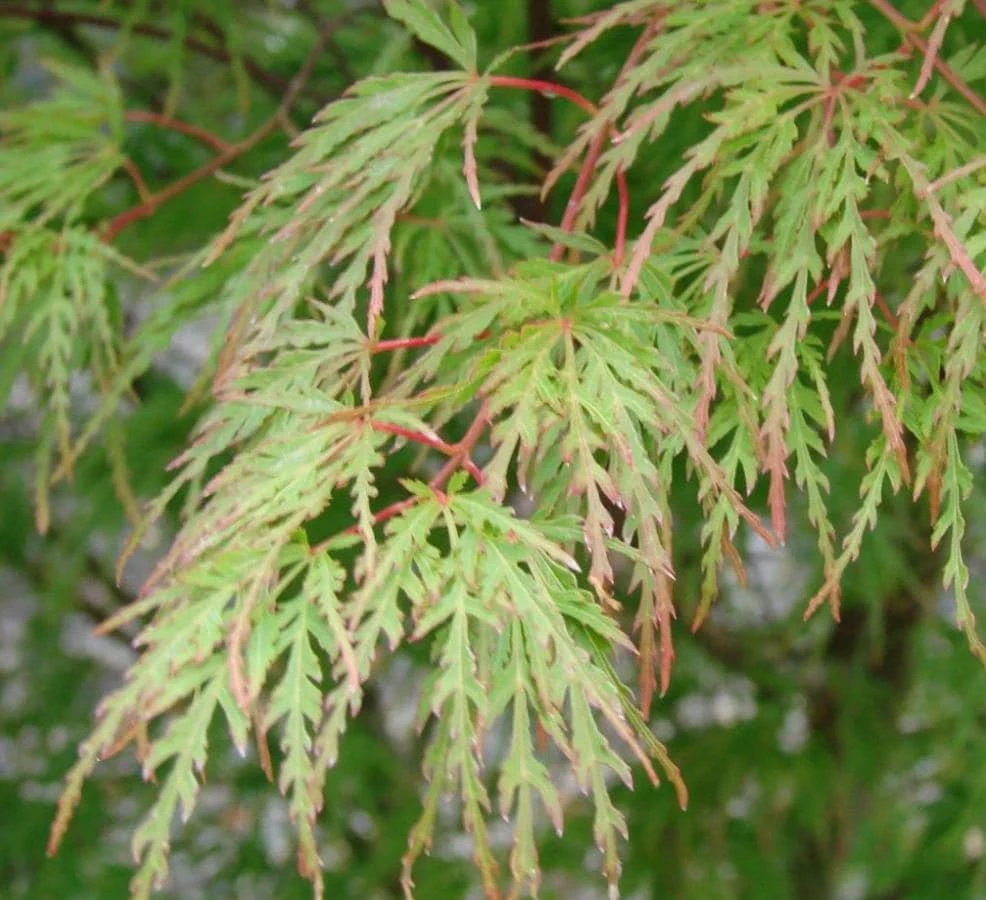Seiryu Japanese Maple Live Plant – Upright Deciduous Tree – 4 inch Pot – Outdoor - Image 3
