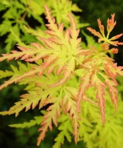 Seiryu Japanese Maple Live Plant – Upright Deciduous Tree – 4 inch Pot – Outdoor - Image 4