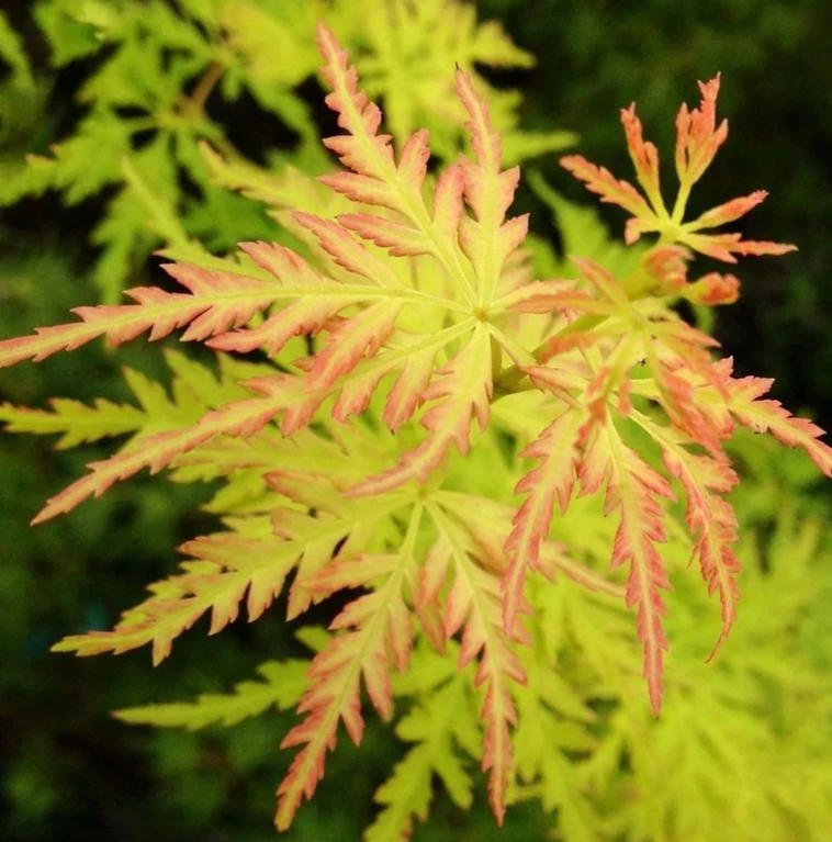 Seiryu Japanese Maple Live Plant – Upright Deciduous Tree – 4 inch Pot – Outdoor - Image 4
