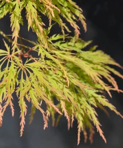 Seiryu Japanese Maple Live Plant – Upright Deciduous Tree – 4 inch Pot – Outdoor - Image 5