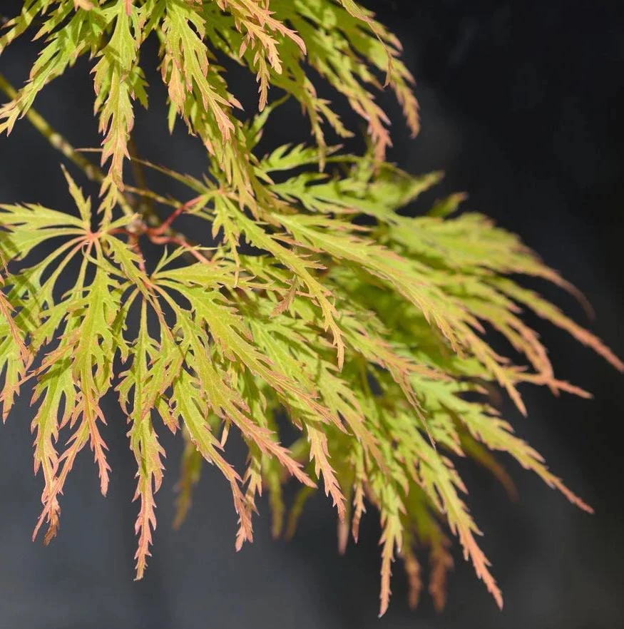 Seiryu Japanese Maple Live Plant – Upright Deciduous Tree – 4 inch Pot – Outdoor - Image 5