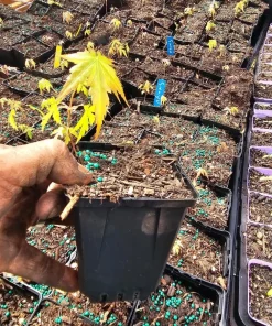 Seiryu Japanese Maple Live Plant – Upright Deciduous Tree – 4 inch Pot – Outdoor - Image 6