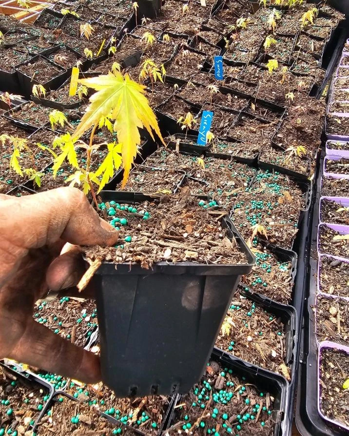 Seiryu Japanese Maple Live Plant – Upright Deciduous Tree – 4 inch Pot – Outdoor - Image 6