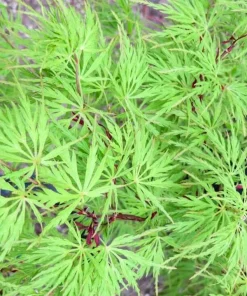 Seiryu Japanese Maple Live Plant – Upright Deciduous Tree – 4 inch Pot – Outdoor - Image 7