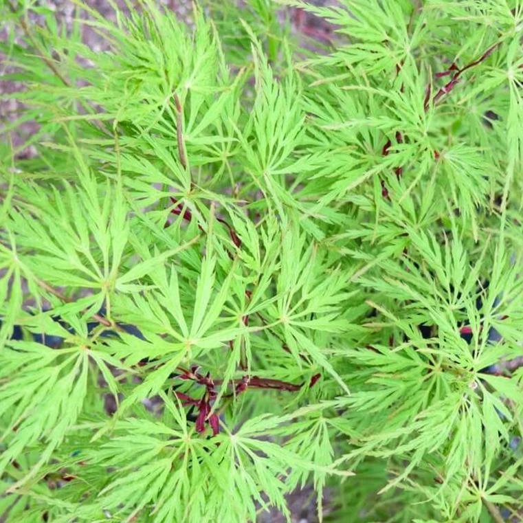 Seiryu Japanese Maple Live Plant – Upright Deciduous Tree – 4 inch Pot – Outdoor - Image 7