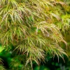 Seiryu Japanese Maple Live Plant – Upright Deciduous Tree – 4 inch Pot – Outdoor - Image 1