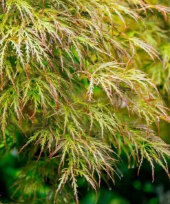 Seiryu Japanese Maple Live Plant – Upright Deciduous Tree – 4 inch Pot – Outdoor - Image 1