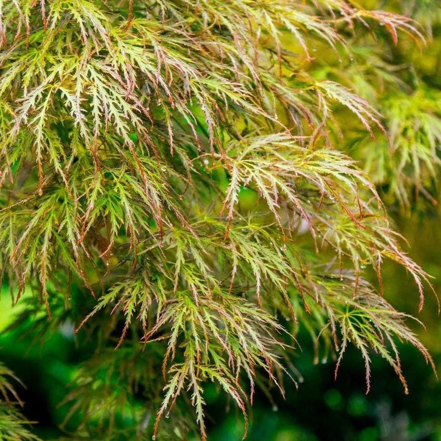 Seiryu Japanese Maple Live Plant – Upright Deciduous Tree – 4 inch Pot – Outdoor - Image 1