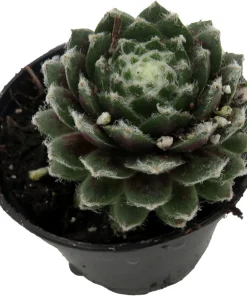 Sempervivum Chick Charmlettes Nerdy Nelly Live Plant – 2