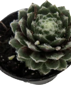 Sempervivum Chick Charmlettes Nerdy Nelly Live Plant – 2