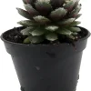 Sempervivum Chick Charmlettes Nerdy Nelly Live Plant – 2" Pot – Drought Tolerant - Image 1