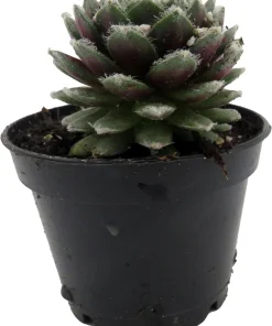 Sempervivum Chick Charmlettes Nerdy Nelly Live Plant – 2