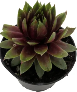 Sempervivum Rowdy Rudy Live Plant – Succulent Hens & Chicks – 2 inch Pot – Outdoor - Image 2