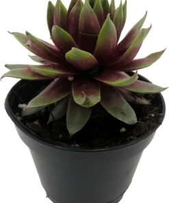 Sempervivum Rowdy Rudy Live Plant – Succulent Hens & Chicks – 2 inch Pot – Outdoor - Image 3