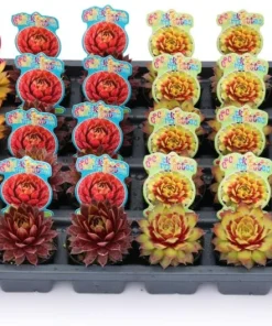Sempervivum Rowdy Rudy Live Plant – Succulent Hens & Chicks – 2 inch Pot – Outdoor - Image 4