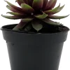 Sempervivum Rowdy Rudy Live Plant – Succulent Hens & Chicks – 2 inch Pot – Outdoor - Image 1