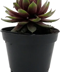 Sempervivum Rowdy Rudy Live Plant – Succulent Hens & Chicks – 2 inch Pot – Outdoor - Image 1