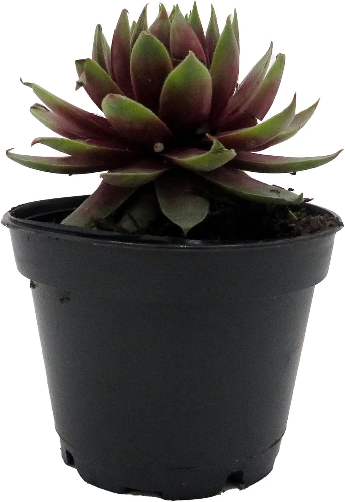 Sempervivum Rowdy Rudy Live Plant – Succulent Hens & Chicks – 2 inch Pot – Outdoor - Image 1