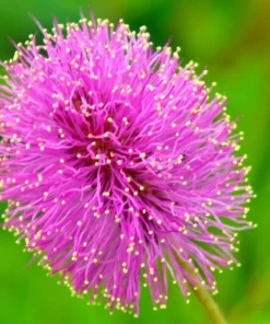 Sensitive Mimosa Plant - Mimosa strigillosa Live Plant - 6 inch Pot - Indoor/Outdoor - Image 2