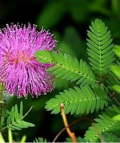 Sensitive Mimosa Plant - Mimosa strigillosa Live Plant - 6 inch Pot - Indoor/Outdoor - Image 3
