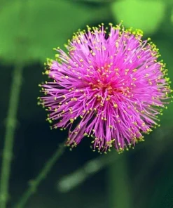 Sensitive Mimosa Plant - Mimosa strigillosa Live Plant - 6 inch Pot - Indoor/Outdoor - Image 4