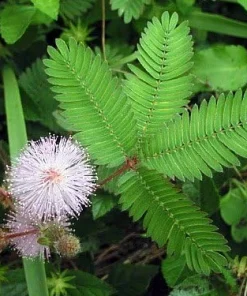 Sensitive Mimosa Plant - Mimosa strigillosa Live Plant - 6 inch Pot - Indoor/Outdoor - Image 5