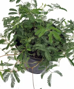 Sensitive Mimosa Plant - Mimosa strigillosa Live Plant - 6 inch Pot - Indoor/Outdoor - Image 6