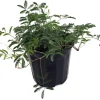 Sensitive Mimosa Plant - Mimosa strigillosa Live Plant - 6 inch Pot - Indoor/Outdoor - Image 1