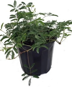 Sensitive Mimosa Plant - Mimosa strigillosa Live Plant - 6 inch Pot - Indoor/Outdoor - Image 1