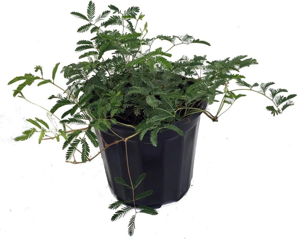 Sensitive Mimosa Plant - Mimosa strigillosa Live Plant - 6 inch Pot - Indoor/Outdoor - Image 1